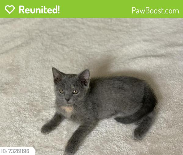 Reunited Female Cat last seen Chapel Hill and Balderas, Brighton, CO 80601
