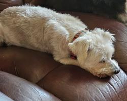Reunited Male Dog last seen Amanda Street, Christopher St, Hagan Rd, Whitehouse, TX 75791