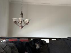 Reunited Male Dog last seen Grand river, Howell, MI 48843
