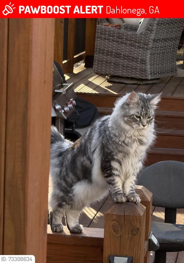 Lost Male Cat last seen Near Old Stamp Mill Rd., Dahlonega, GA 30533