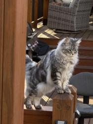 Lost Male Cat last seen Near Old Stamp Mill Rd., Dahlonega, GA 30533