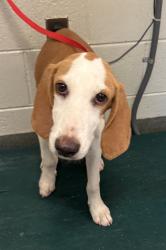 Shelter Stray Female Dog last seen Chesdin Landing Drive, South Chesterfield, VA, 23803, 9300 Public Works Rd, Chesterfield, VA 23832, USA