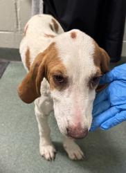 Shelter Stray Male Dog last seen Chesdin Landing Drive, South Chesterfield, VA, 23803, 9300 Public Works Rd, Chesterfield, VA 23832, USA