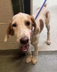 Shelter Stray Female Dog last seen Chesdin Landing Drive, South Chesterfield, VA, 23803, 9300 Public Works Rd, Chesterfield, VA 23832, USA
