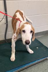Shelter Stray Male Dog last seen Chesdin Landing Drive, South Chesterfield, VA, 23803, 9300 Public Works Rd, Chesterfield, VA 23832, USA