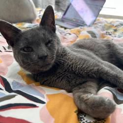 Shelter Stray Male Cat last seen Near Neptune Drive, SAN LEANDRO, CA, 94577, 8323 Baldwin St, Oakland, CA 94621, USA