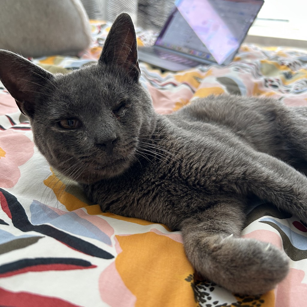 Shelter Stray Male Cat last seen Near Neptune Drive, SAN LEANDRO, CA, 94577, 8323 Baldwin St, Oakland, CA 94621, USA
