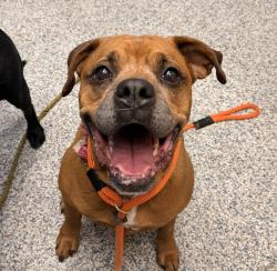 Shelter Stray Female Dog last seen W Colfax Ave / Indiana St, Lakewood, CO, 80124, 580 McIntyre St, Golden, CO 80401, USA