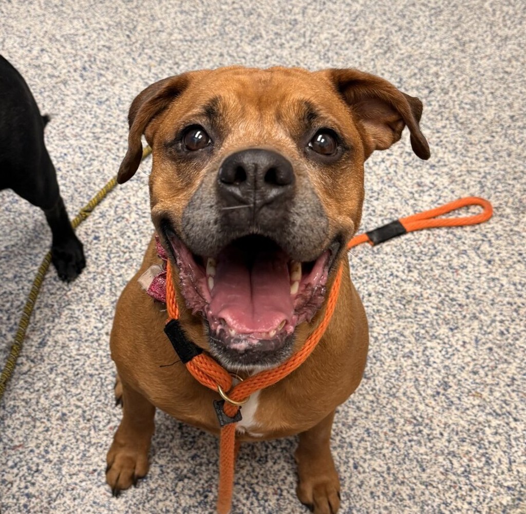 Shelter Stray Female Dog last seen W Colfax Ave / Indiana St, Lakewood, CO, 80124, 580 McIntyre St, Golden, CO 80401, USA