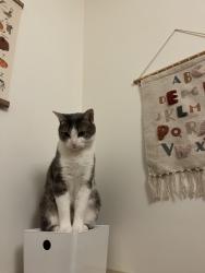 Reunited Male Cat last seen Notre-Dam / Saint-Emilie, Montréal, QC H4C 3A3
