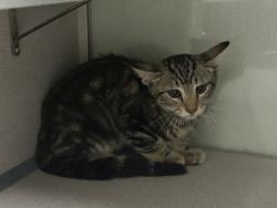 Shelter Stray Male Cat last seen Near E Kensington Avenue, SALT LAKE CITY, UT, 84102, 511 W 3900 S, Salt Lake City, UT 84123, USA