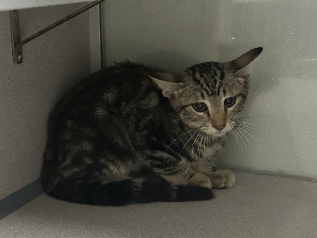 Shelter Stray Male Cat last seen Near E Kensington Avenue, SALT LAKE CITY, UT, 84102, 511 W 3900 S, Salt Lake City, UT 84123, USA