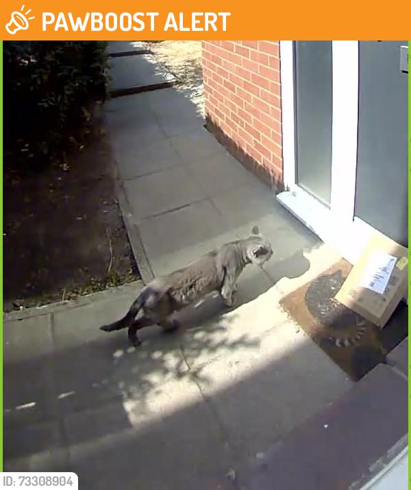 Found/Stray Female Cat last seen London Road, Greater London, England TW7 5BZ