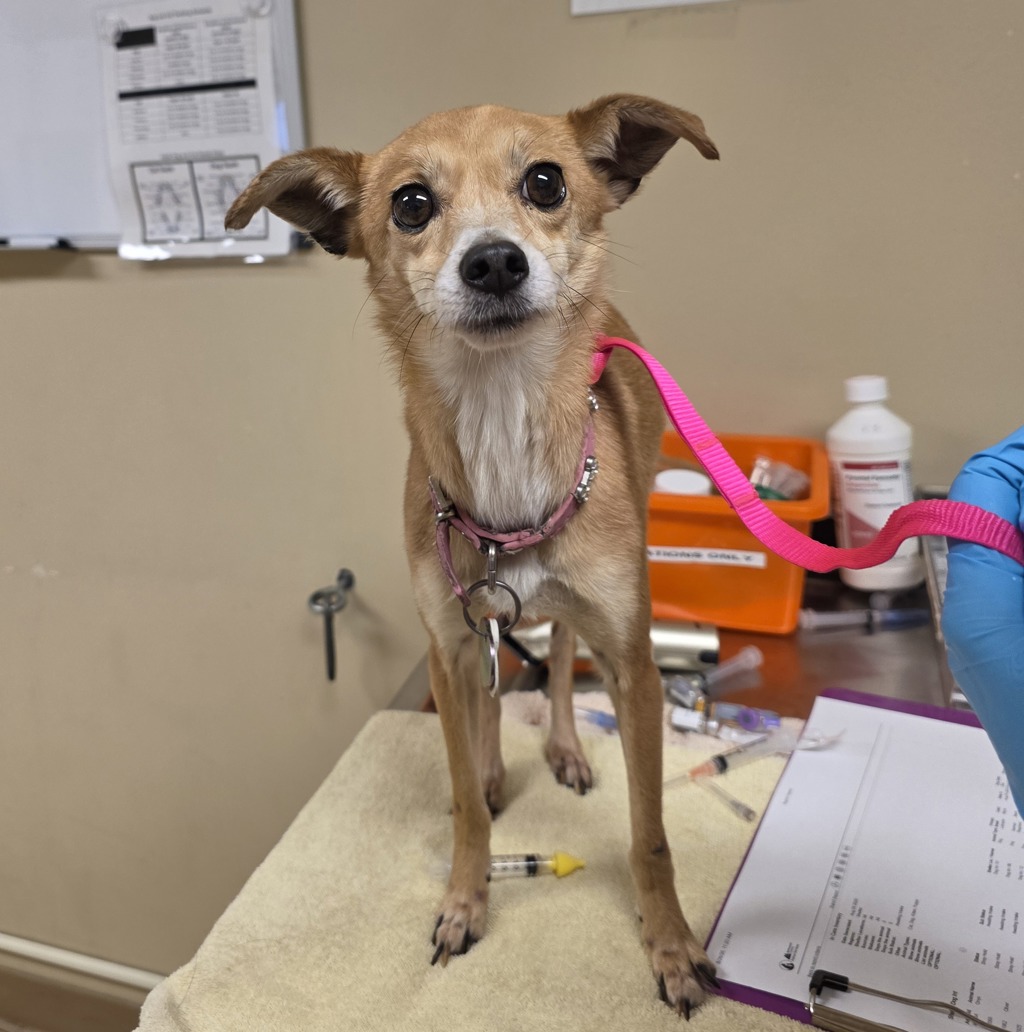Shelter Stray Female Dog last seen SE 181st Ave / SE Stark St, PORTLAND, OR, 97233, 1700 W Historic Columbia River Hwy, Troutdale, OR 97060, USA