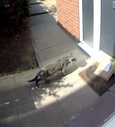 Found/Stray Female Cat last seen London Road, Greater London, England TW7 5BZ