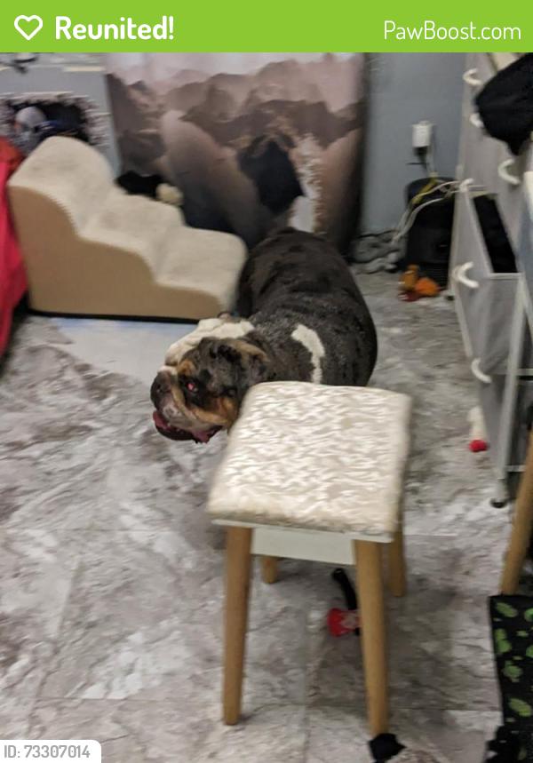Reunited Male Dog last seen Smoke Ranch torrry pines, Las Vegas, NV 89108