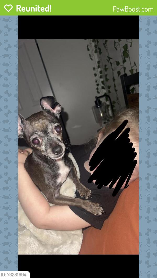 Reunited Female Dog last seen National Ave, Bremerton, WA 98312