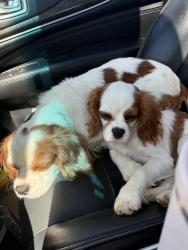 Reunited Male Dog last seen E Preston McDaniel rd, Pickens County, SC 29671