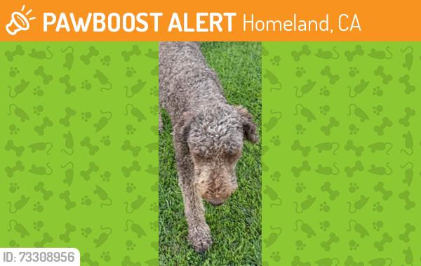 Found/Stray Unknown Dog last seen Clinton, Homeland, CA 92548
