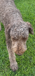 Found/Stray Unknown Dog last seen Clinton, Homeland, CA 92548