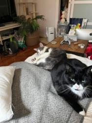 Reunited Male Cat last seen Notre-Dame / Sainte-Emilie, Montréal, QC H4C 3A3
