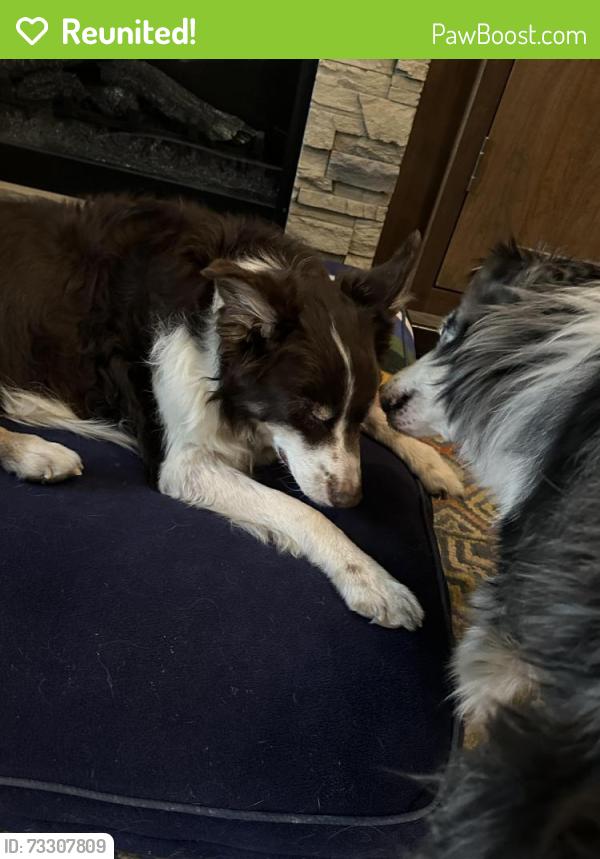 Reunited Male Dog last seen Warm Springs and Boulder, Henderson, NV 89015
