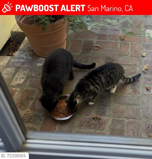 Lost Male Cat last seen Oak Knoll, San Marino, CA 91108