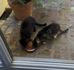 Lost Male Cat last seen Oak Knoll, San Marino, CA 91108