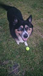Reunited Female Dog last seen Winterbourne Wy, Fulshear, TX 77423, USA, Fulshear, TX 77423