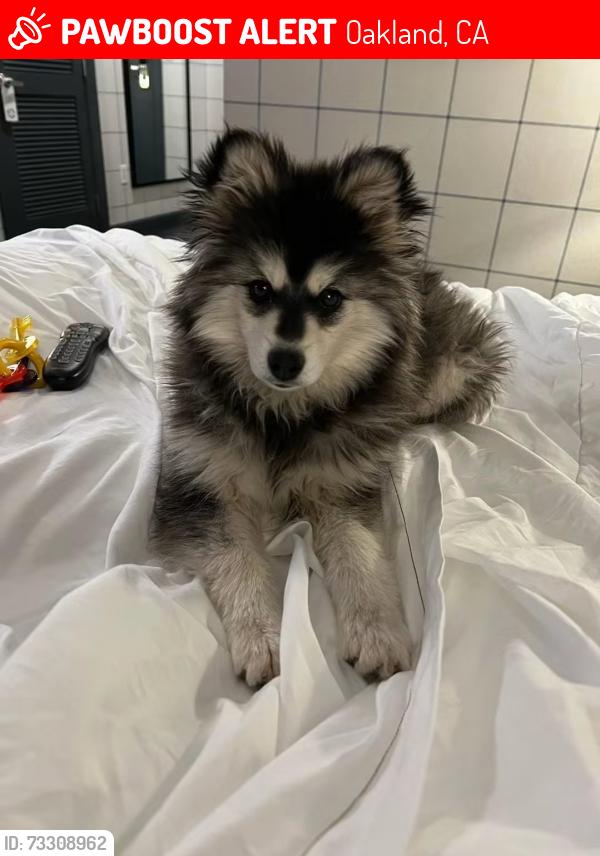 Lost Female Dog last seen Broadway and 24 street, Oakland, CA 94612