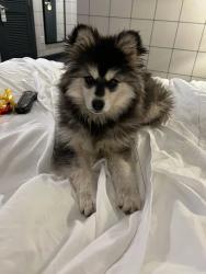 Lost Female Dog last seen Broadway and 24 street, Oakland, CA 94612