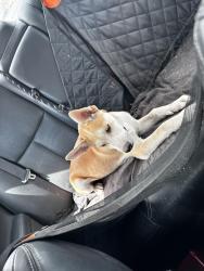 Found/Stray Male Dog last seen Found near s Squawroot place and s pepperweed dr off of Valencia by the I10, Tucson, AZ 85756