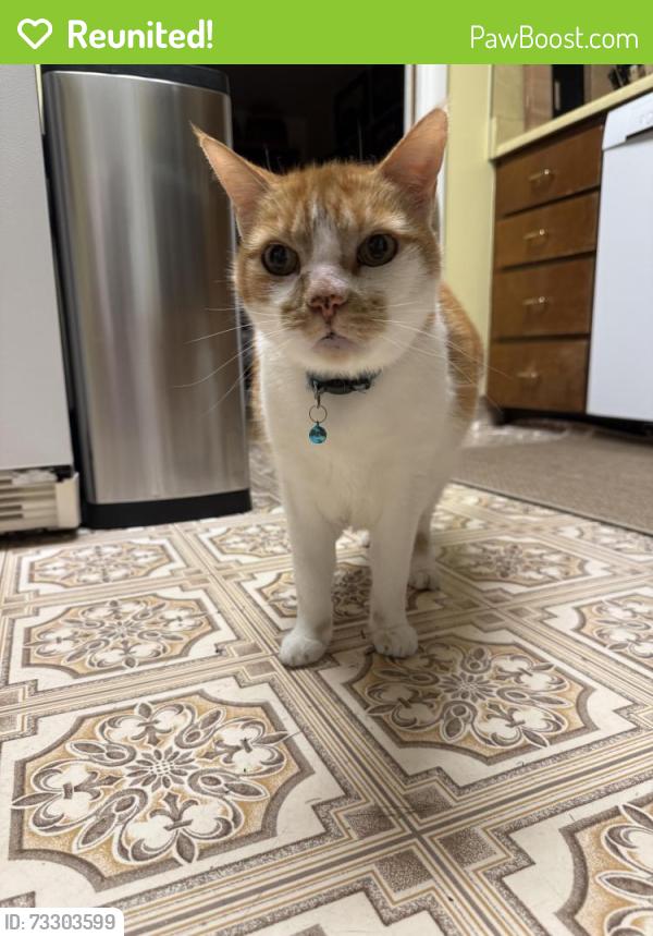 Reunited Male Cat last seen Near East 4000 South, Salt Lake City, UT 84124