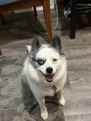 Reunited Male Dog last seen Near cheswick rd, Columbus, OH 43231