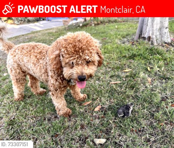 Lost Female Dog last seen monte vista ave montclair ca 91763, Montclair, CA 91763