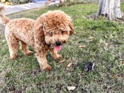 Lost Female Dog last seen monte vista ave montclair ca 91763, Montclair, CA 91763