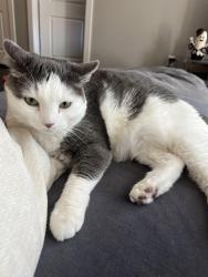 Lost Male Cat last seen Last location on tracker was NE Seventh Ave and Regatta Dr, Oak Harbor, WA 98277