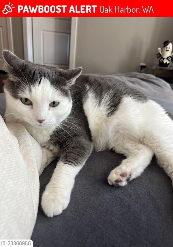Lost Male Cat last seen Last location on tracker was NE Seventh Ave and Regatta Dr, Oak Harbor, WA 98277