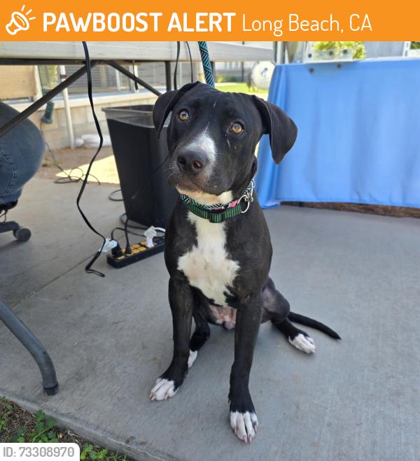 Found/Stray Female Dog last seen paradise gardens apmts 6481 Atlantic Ave, Long Beach, CA 90805, Long Beach, CA 90805