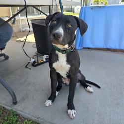 Found/Stray Female Dog last seen paradise gardens apmts 6481 Atlantic Ave, Long Beach, CA 90805, Long Beach, CA 90805