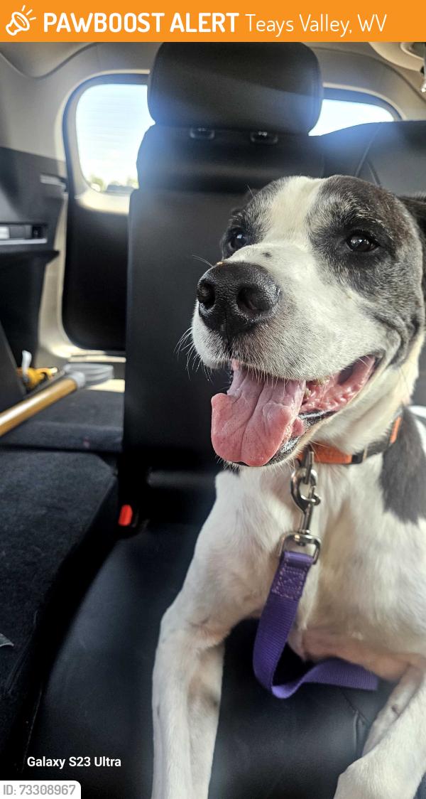 Found/Stray Male Dog last seen Teays Valley rd and Hedrick road, Teays Valley, WV 25560