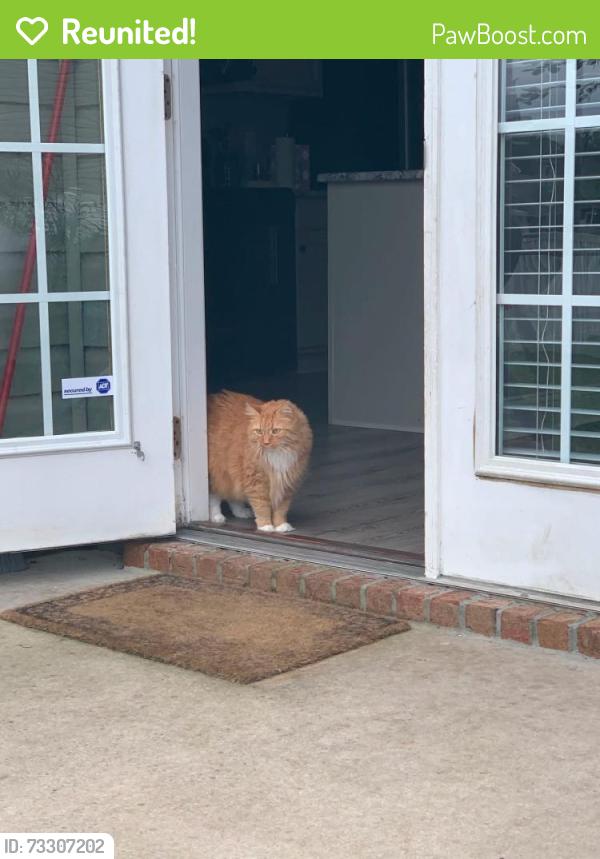 Reunited Female Cat last seen Dowenbury Drive, Myrtle Beach, SC 29588