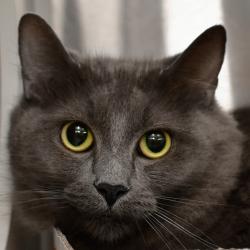 Shelter Stray Female Cat last seen , 3173 K-68 Hwy, Ottawa, KS 66067, USA