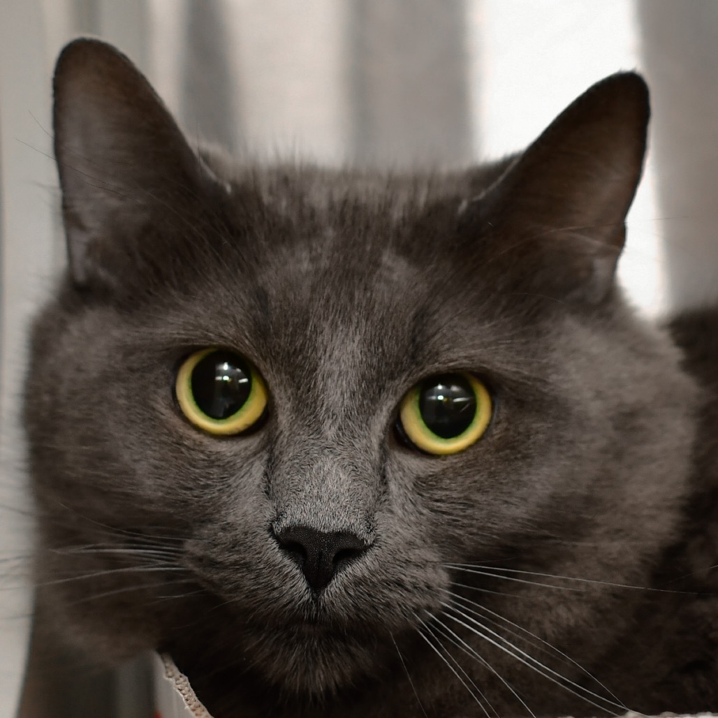 Shelter Stray Female Cat last seen , 3173 K-68 Hwy, Ottawa, KS 66067, USA