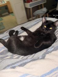Lost Male Cat last seen At my hse on the ring camera, Spring, TX 77379