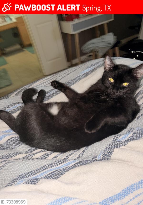 Lost Male Cat last seen At my hse on the ring camera, Spring, TX 77379