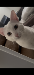 Lost Male Cat last seen Winding way and Barrett road, Carmichael, CA 95608