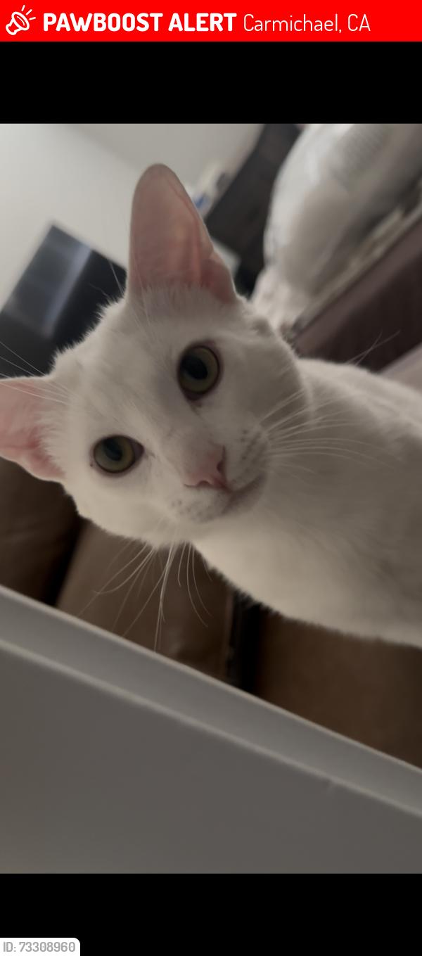 Lost Male Cat last seen Winding way and Barrett road, Carmichael, CA 95608