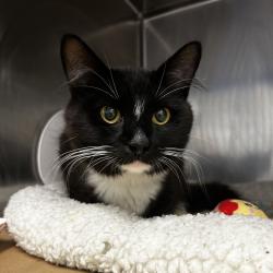 Shelter Stray Male Cat last seen , 328 Furman Hall Rd, Greenville, SC 29609, USA