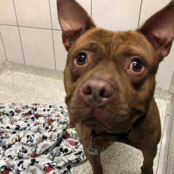 Shelter Stray Male Dog last seen , 1013 Garfield St, Oak Park, IL 60304, USA